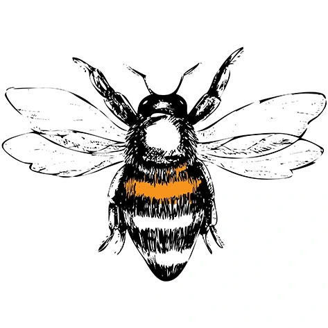 Ink illustration of a honeybee seen from above with its wings spread
