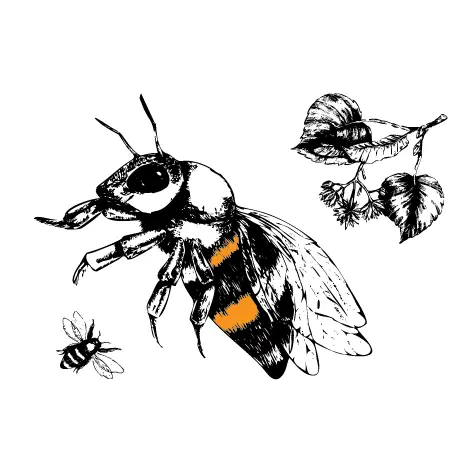 Ink illustration of a honeybee in flight beside lime blossom