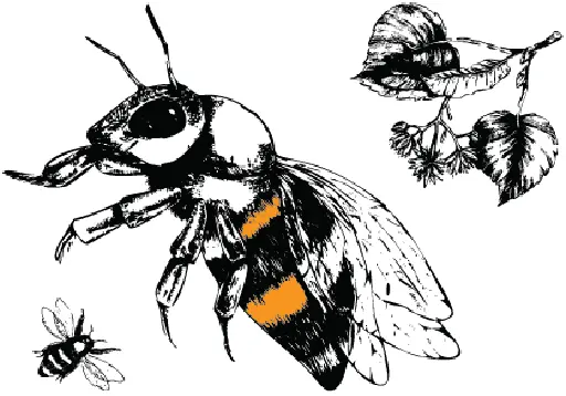 Ink illustration of a honeybee in flight beside lime blossom