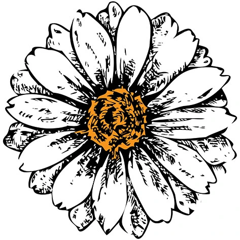 Ink illustration of a daisy with an amber centre